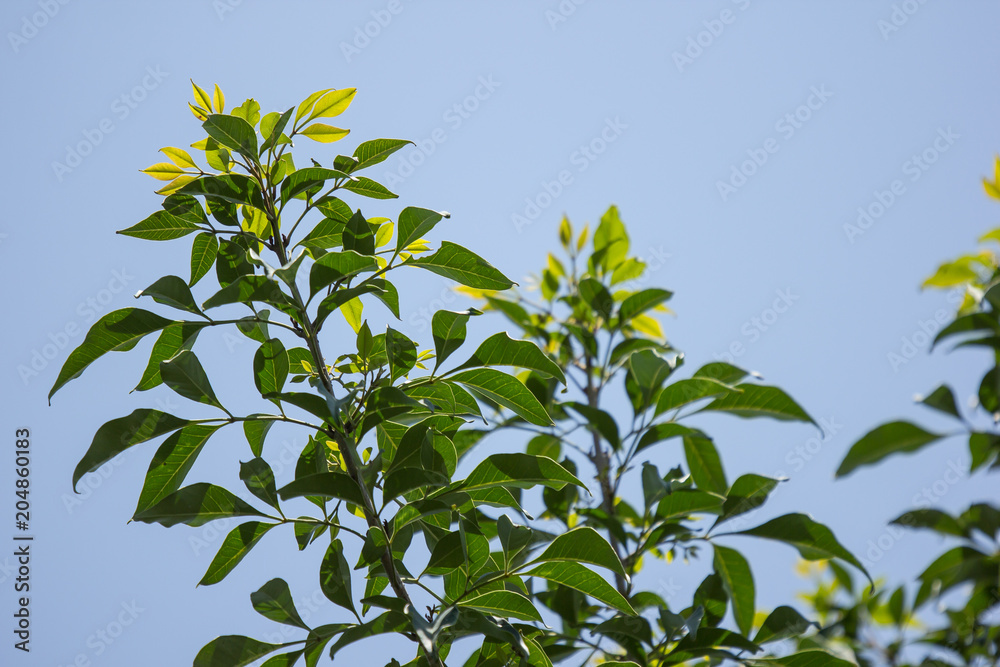 Obraz premium Young Leaf of Indian cork tree