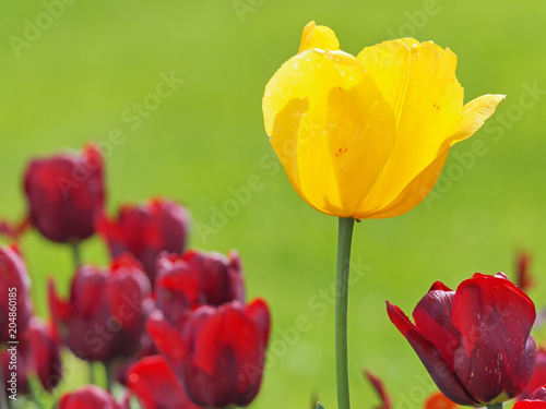 Gelbe Bl  te einer Tulpe zwischen purpurnen Tulpenbl  ten