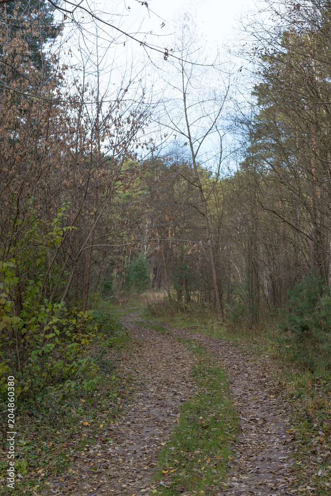 Beautiful view in the autumn forest Beautiful view in the autumn forest