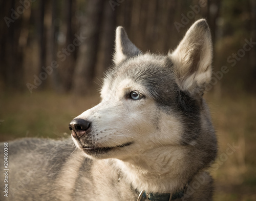 Dog breed husky on the walking in a forest. Selective focus. Toned