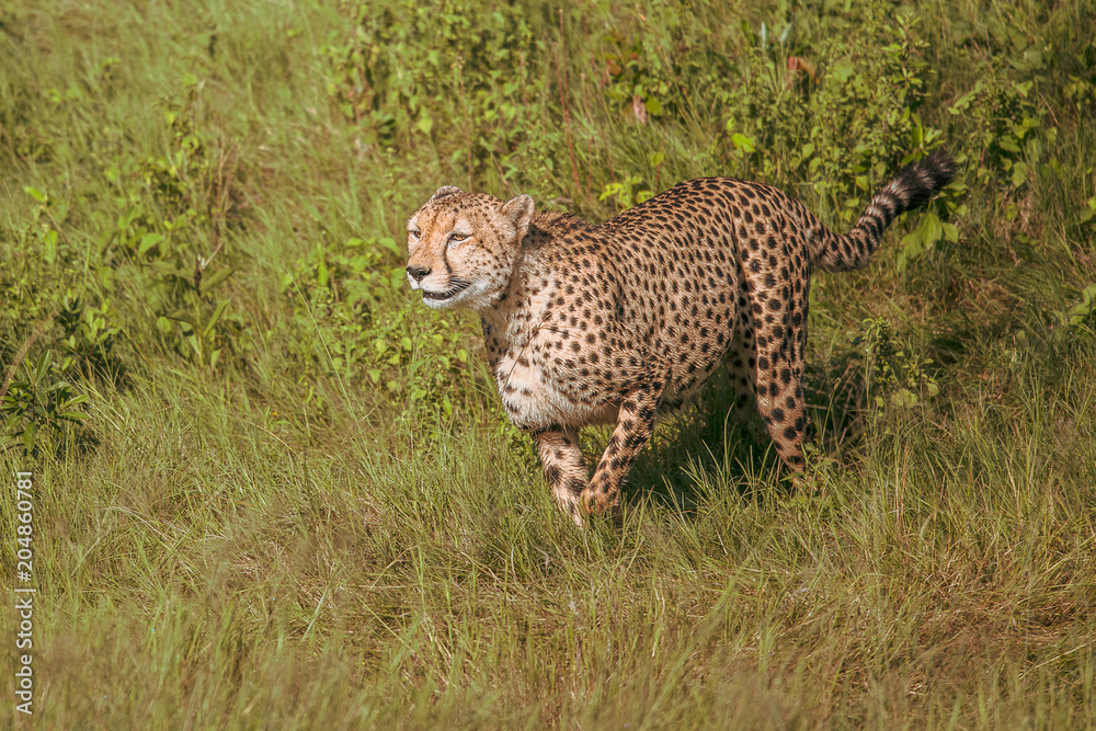 Obraz premium African cheetah, Masai Mara National Park, Kenya, Africa. Cat in nature habitat. Greeting of cats (Acinonyx jubatus) 