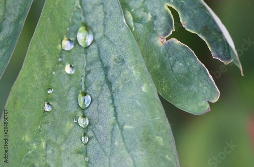 Closeup of very reflective droplets, macro picture with soft perspective