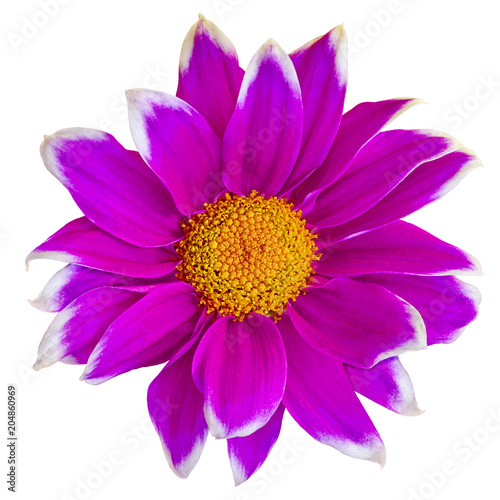 Flower lilac white Chrysanthemum  with yellow center   isolated on white background. Close-up. Element of design.