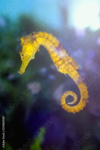 Hippocampus reidi - Cavalluccio marino brasiliano gigante