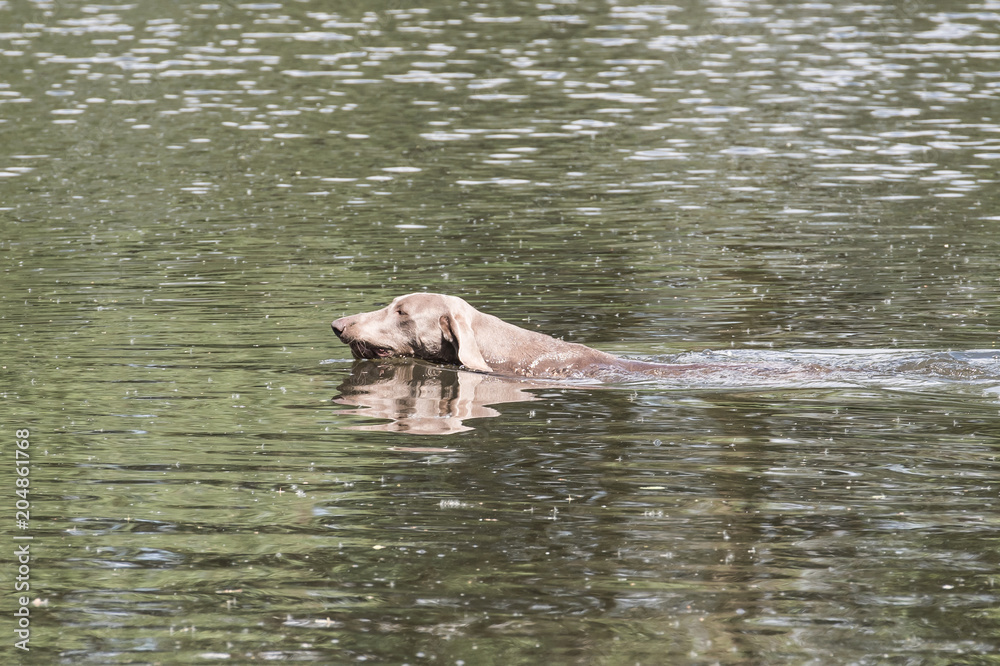 Fototapeta premium Schwimmender Jagdhund