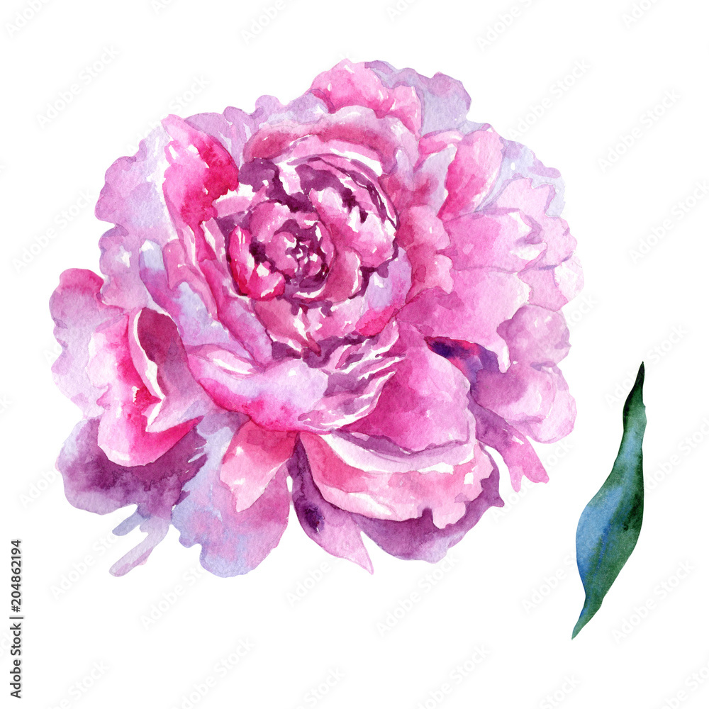 Wildflower peony pink flower in a watercolor style isolated. Aquarelle wildflower for background, texture, wrapper pattern, frame or border. Wildflower peony pink flower in a watercolor style isolated. Aquarelle wildflower for background, texture, wrapper pattern, frame or border.