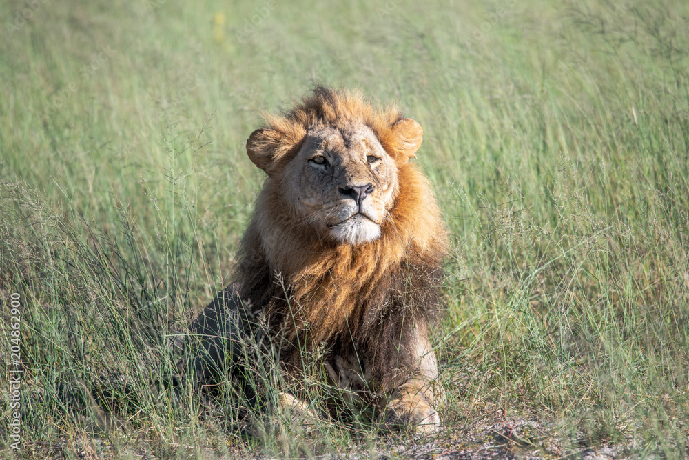 Mighty Lion watching the lionesses who are ready for the hunt in Masai Mara, Kenya (Panthera leo) Mighty Lion watching the lionesses who are ready for the hunt in Masai Mara, Kenya (Panthera leo)