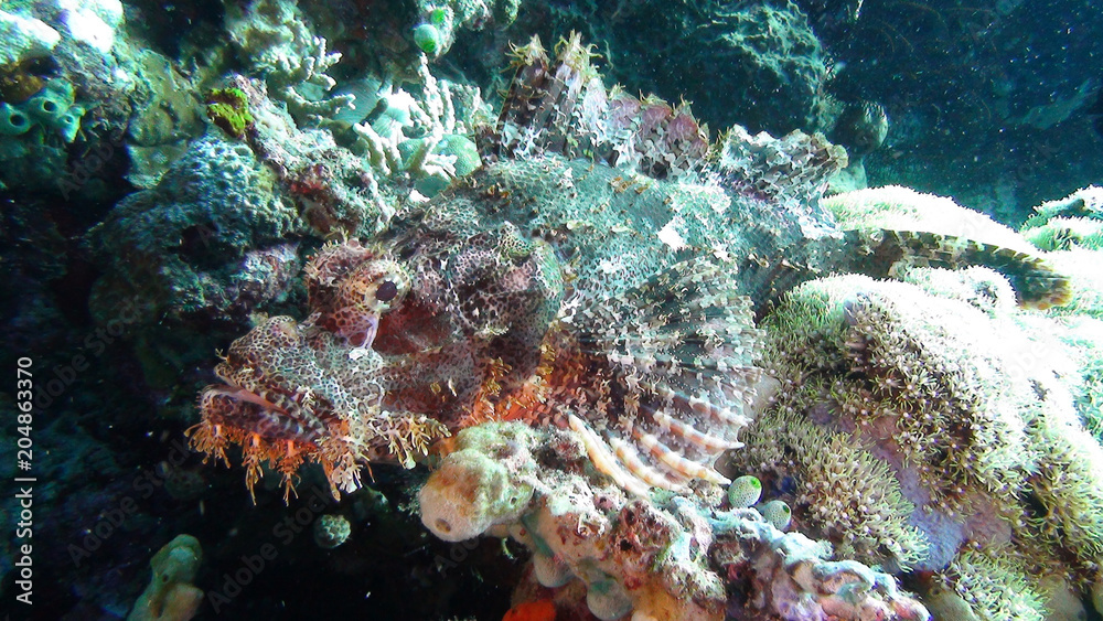 Fototapeta premium Meerestiere