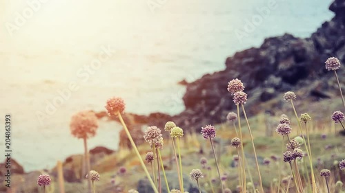 Flowers on Mediterranean coast. Vintage effect