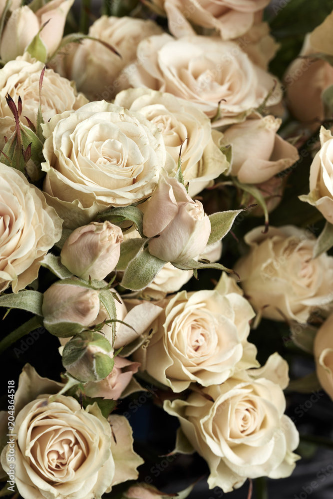 Beautiful roses background