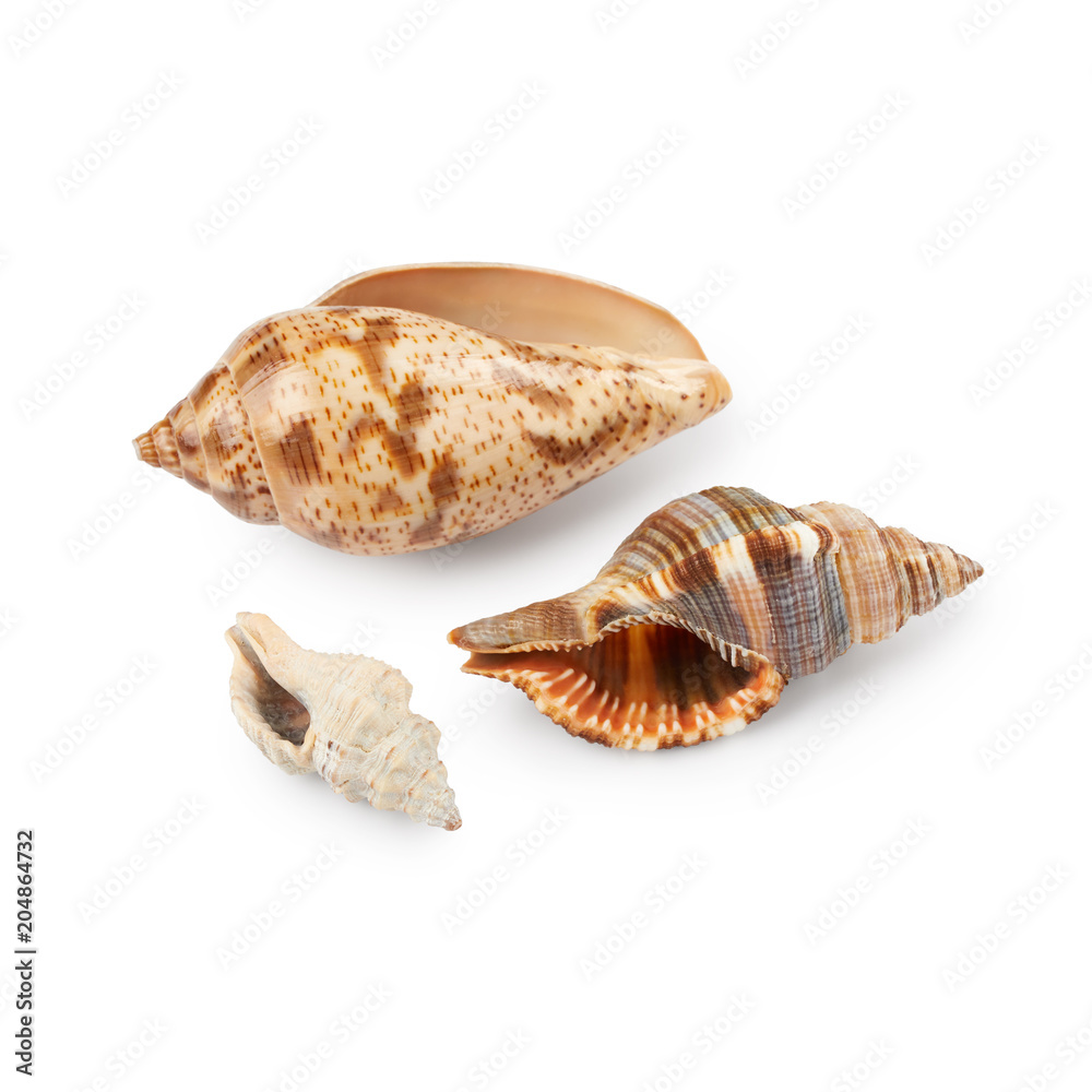 Seashells isolated on white background