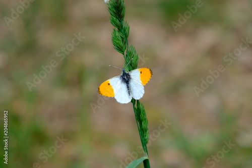 colorful butterfly photo