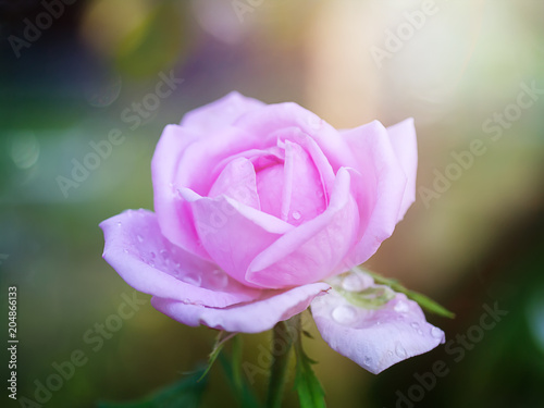 Pink rose petals for rose tea