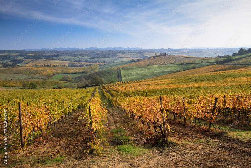 Paths through the rows of  Tuscan vineyards in the fall