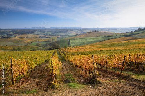 Paths through the rows of Tuscan vineyards in the fall