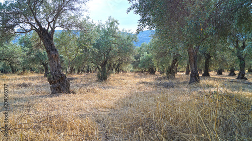 olives trees