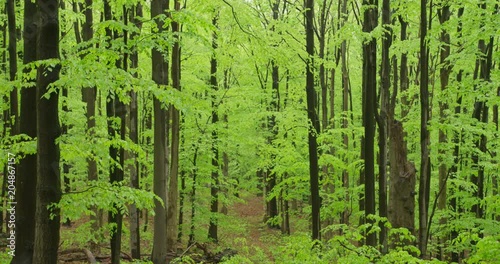 Beechwood forest, spring, 4k photo