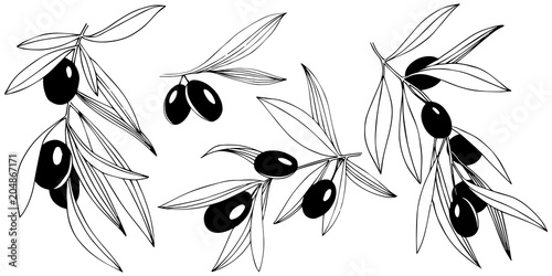 Olive tree in a vector style isolated. Full name of the plant: Branches of an olive tree. Vector olive tree for background, texture, wrapper pattern, frame or border.