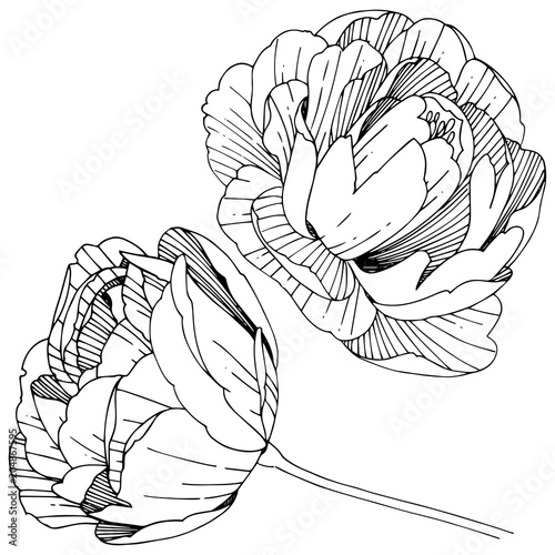Wildflower peony flower in a vector style isolated. Full name of the plant: peony. Vector wildflower for background, texture, wrapper pattern, frame or border.