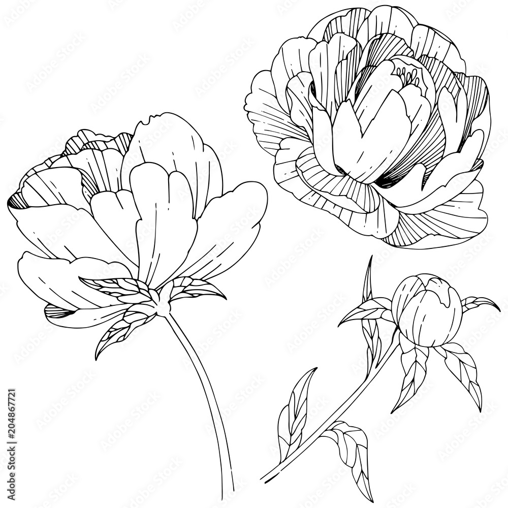 Fototapeta premium Wildflower peony flower in a vector style isolated. Full name of the plant: peony. Vector wildflower for background, texture, wrapper pattern, frame or border.