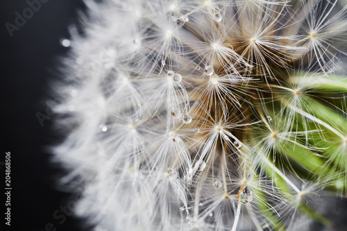 Fluffy white dandelion details with water drops on dark background. Closeup  selective focus
