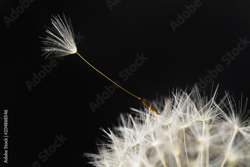 Fluffy white dandelion details with seed on dark background. Closeup, selective focus