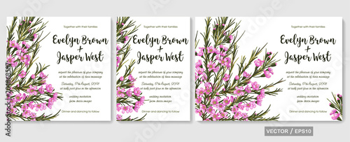Vector floral watercolor design: Chamaelaucium waxflower set. Rustic background for banners, invitation, greeting cards, flyers, wedding menu, save date