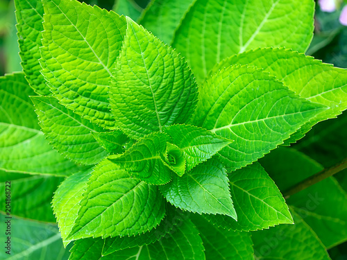 Close up Hydrengea leaf. photo