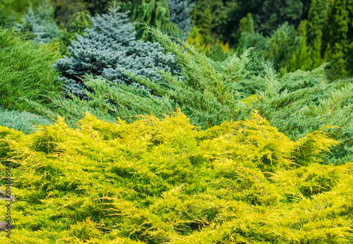 Juniper shrubs against of other evergreen plants at selective focus