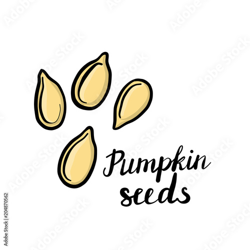 vector drawing pumpkin seeds