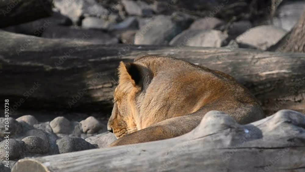 Lioness having rest between rocks