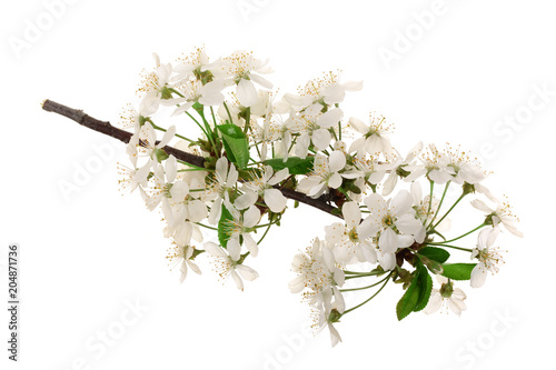 Branch with cherry flowers isolated on white background. Top view. Flat lay