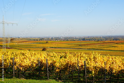 bunte Weinberge im Herbst in der Südpfalz mit weitem Blick über die Rheinebene
 photo