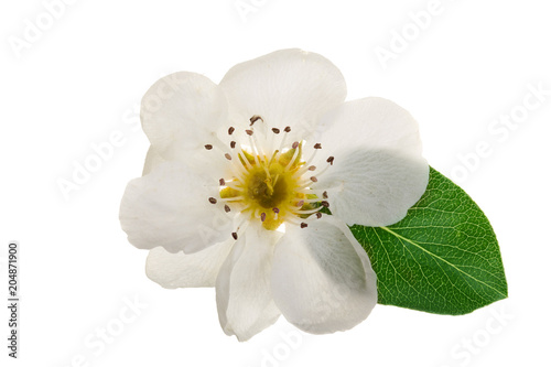 Fototapeta Naklejka Na Ścianę i Meble -  pear flowers isolated on white background. Top view. Flat lay. Set or collection