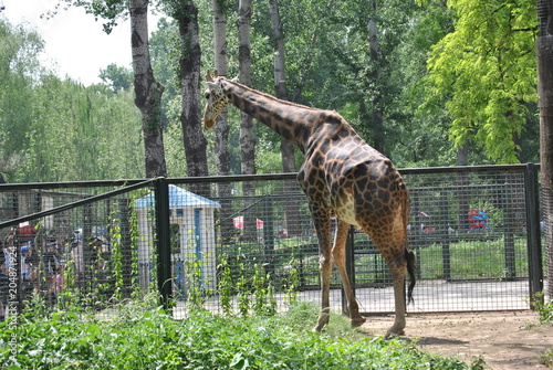 Sticker giraffes in zoo
