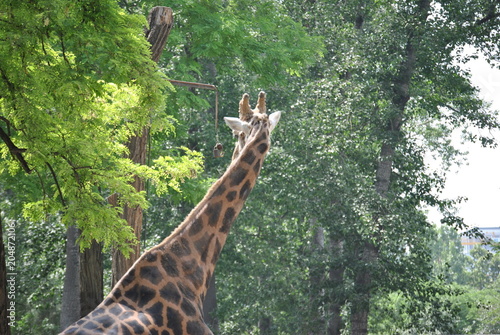 Canvas Print giraffe in the zoo