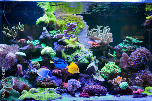 Fototapeta Naklejka Na Ścianę i Meble -  Home Coral reef aquarium