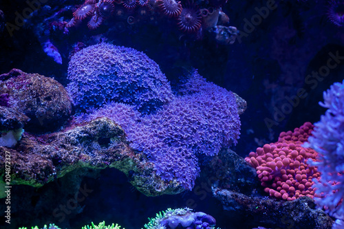 Cornularia in Home Coral reef aquarium. Selective focus.