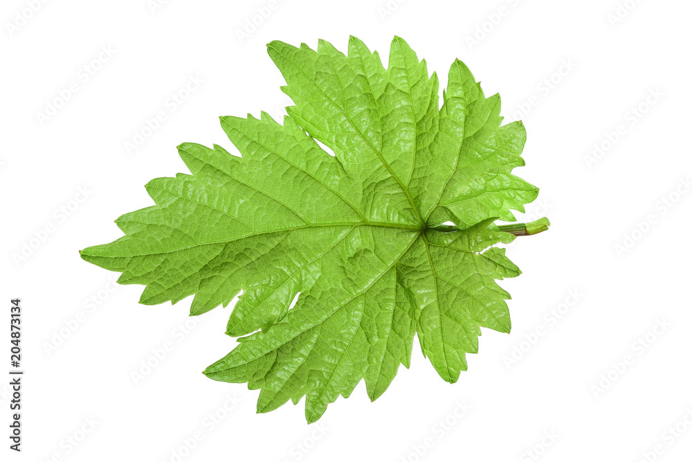Grape leaf isolated on the white background Grape leaf isolated on the white background