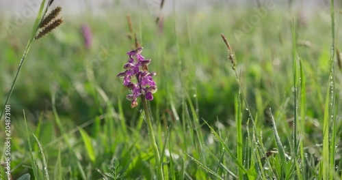 Rare, blooming Orchis Mascula in the meadow, spring, 4k