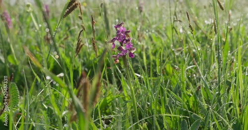 Dolly shot of the Orchis Mascula, spring, 4k