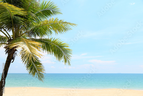 Fototapeta Naklejka Na Ścianę i Meble -  Coconut beautiful on the beach with evening In tropical countries summer Copy space