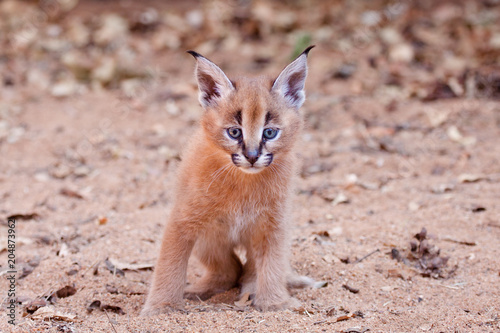 Caracal Kitten, South Africa
