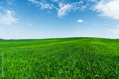 A green wheat field against a blue sky with clouds. Juicy Ful Color Green