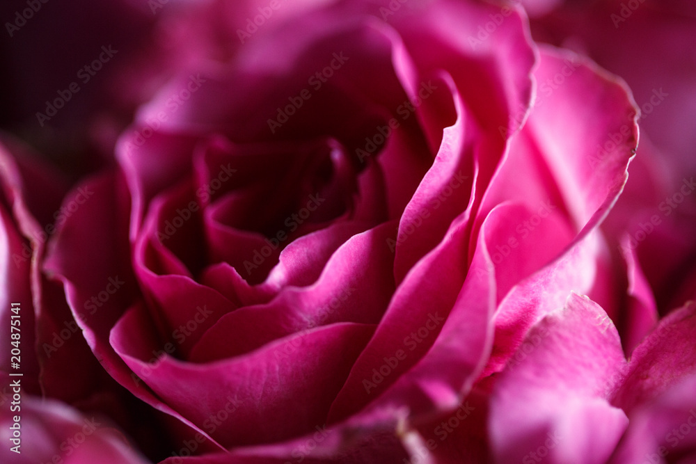 Close-up macro photo of bouquet of roses Close-up macro photo of bouquet of roses