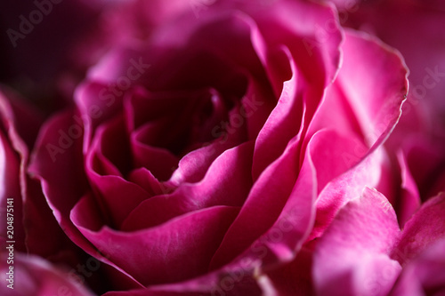 Close-up macro photo of bouquet of roses