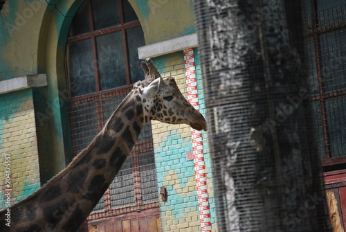 Canvas Print giraffe in zoo