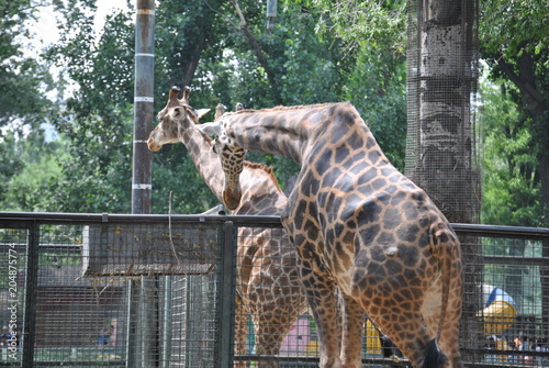 Photography Giraffes at the Zoo