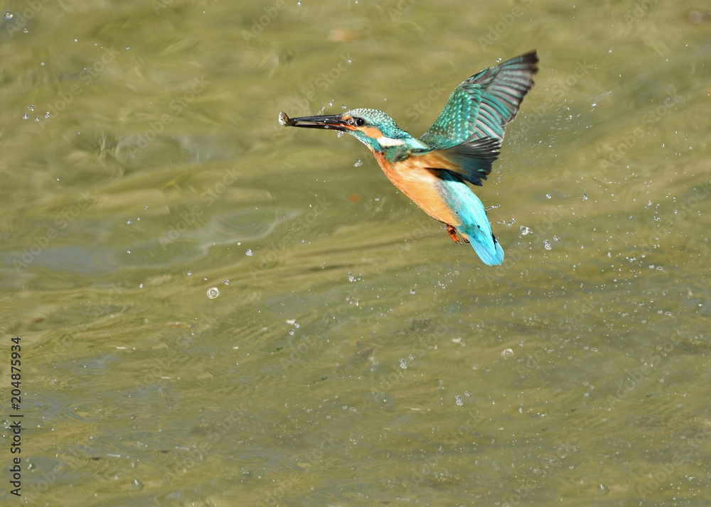 Obraz premium カワセミの捕食 