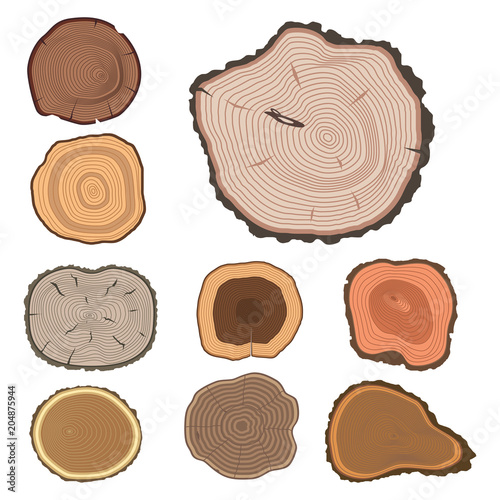 Tree wood trunk slice texture circle cut wooden raw material vector detail plant years history textured rough forest tree top.